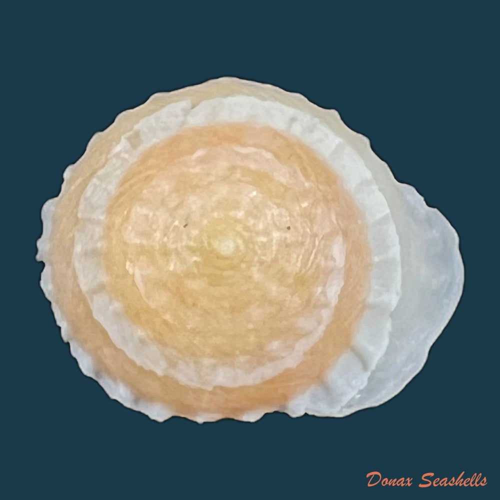 geotrochatella-nogieri-dautzenberg-dhamonville-1888-23-9mm-copia