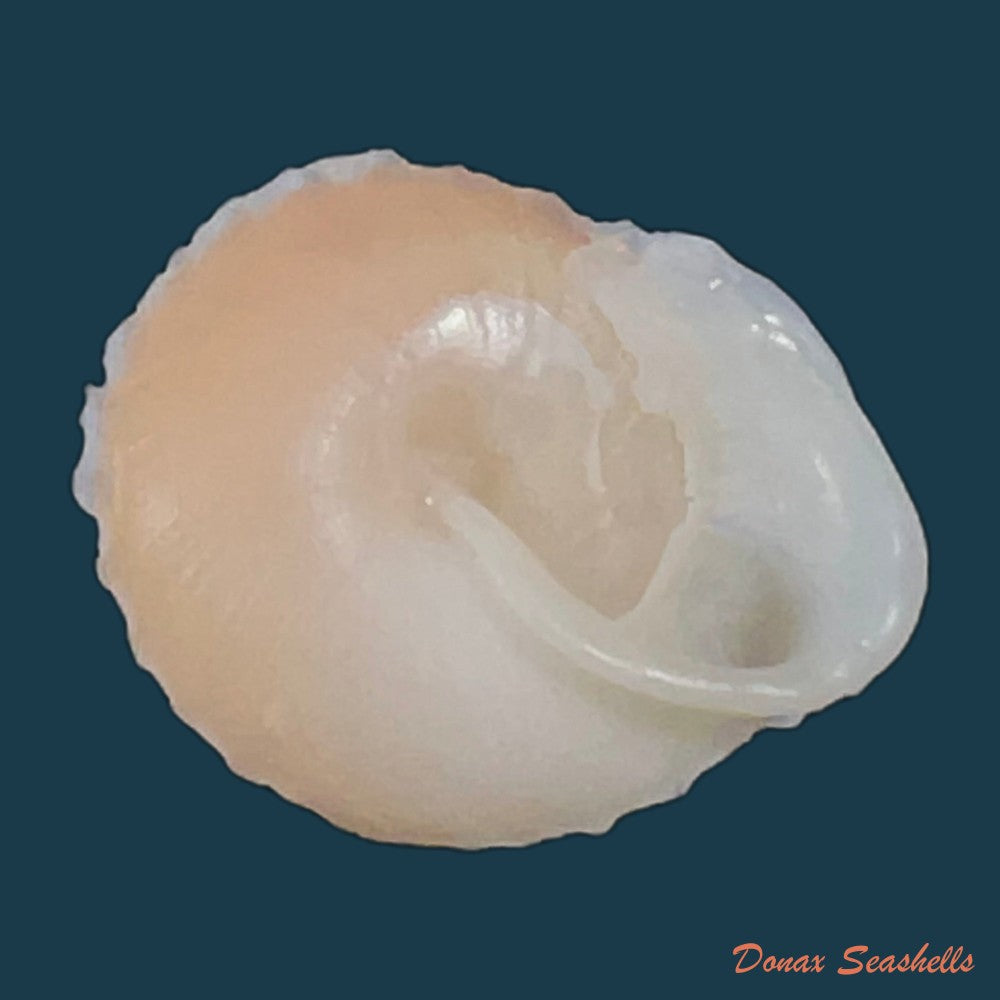 geotrochatella-nogieri-dautzenberg-dhamonville-1888-23-9mm-copia