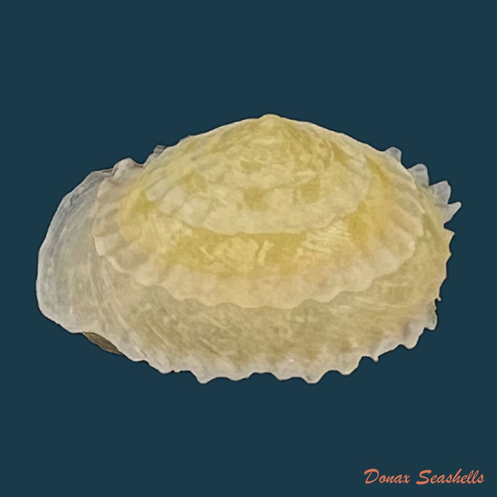 geotrochatella-nogieri-dautzenberg-dhamonville-1888-23mm-copia