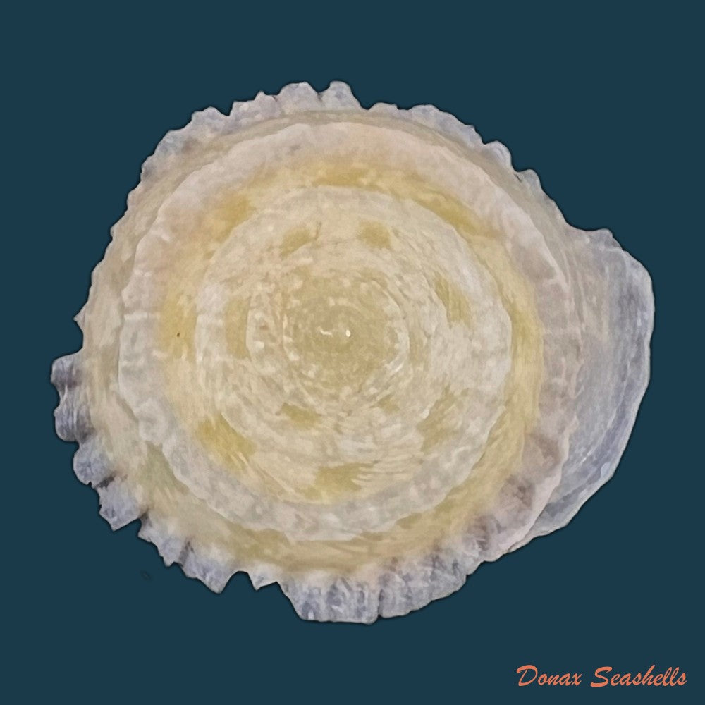 geotrochatella-nogieri-dautzenberg-dhamonville-1888-23mm-copia