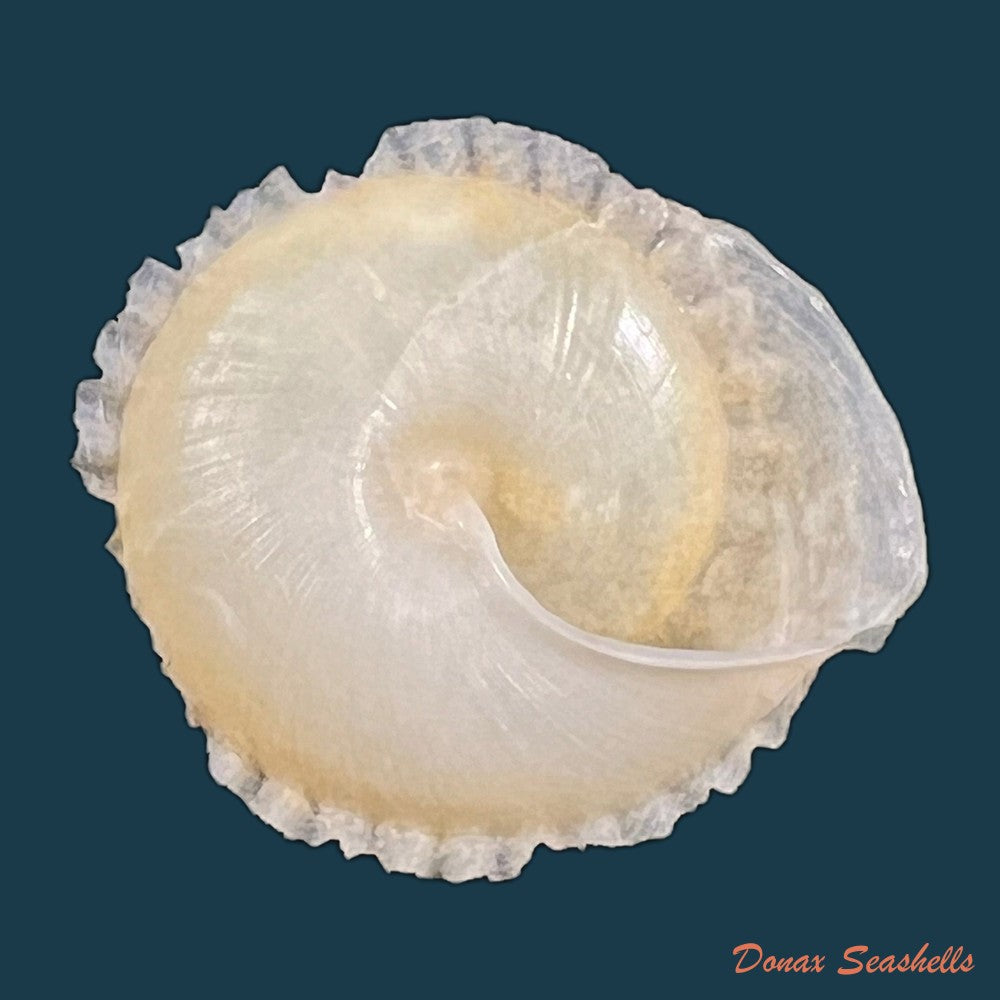geotrochatella-nogieri-dautzenberg-dhamonville-1888-23mm-copia