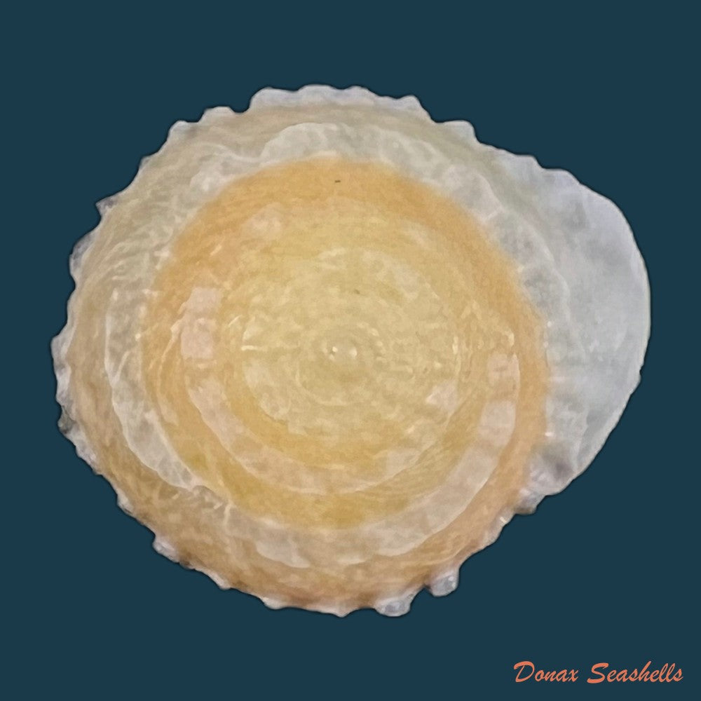 geotrochatella-nogieri-dautzenberg-dhamonville-1888-24-6mm-copia