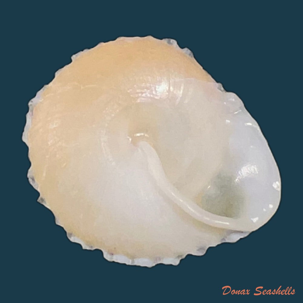geotrochatella-nogieri-dautzenberg-dhamonville-1888-24-6mm-copia