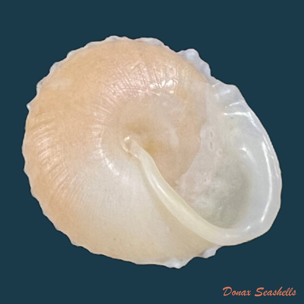 geotrochatella-nogieri-dautzenberg-dhamonville-1888-24-9mm-copia