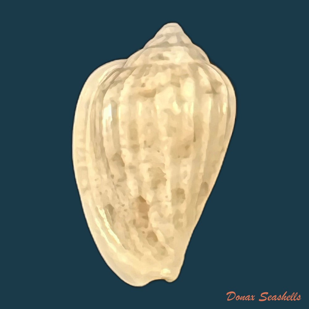 glabella-mozambicana-boyer-2014-19-9mm-copia