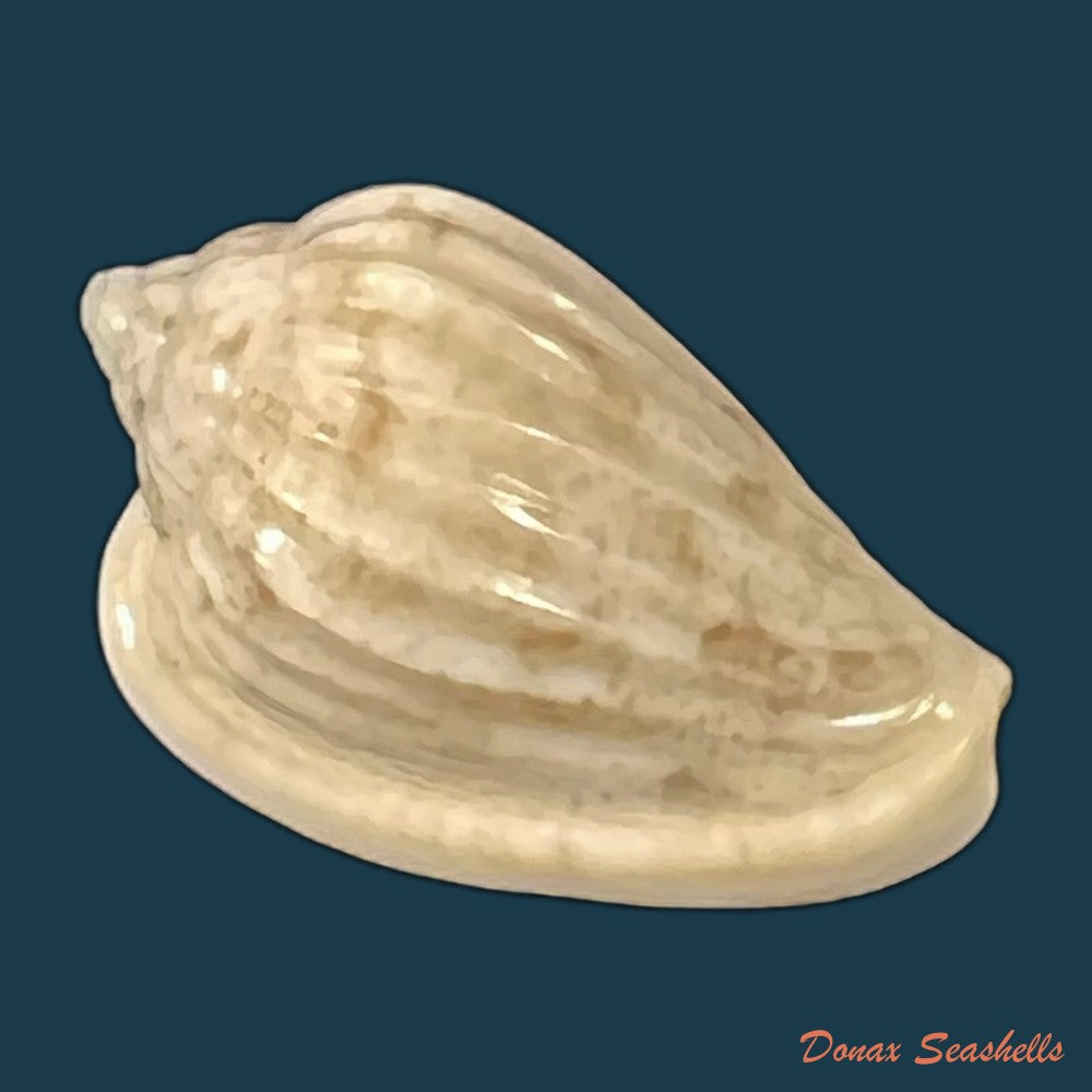 glabella-mozambicana-boyer-2014-19-9mm-copia
