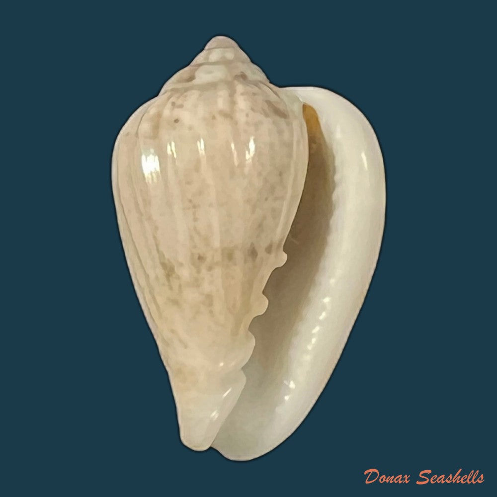 glabella-mozambicana-boyer-2014-19-9mm-copia