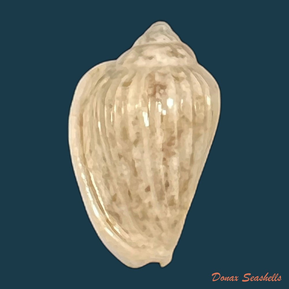 glabella-mozambicana-boyer-2014-20-1mm-copia