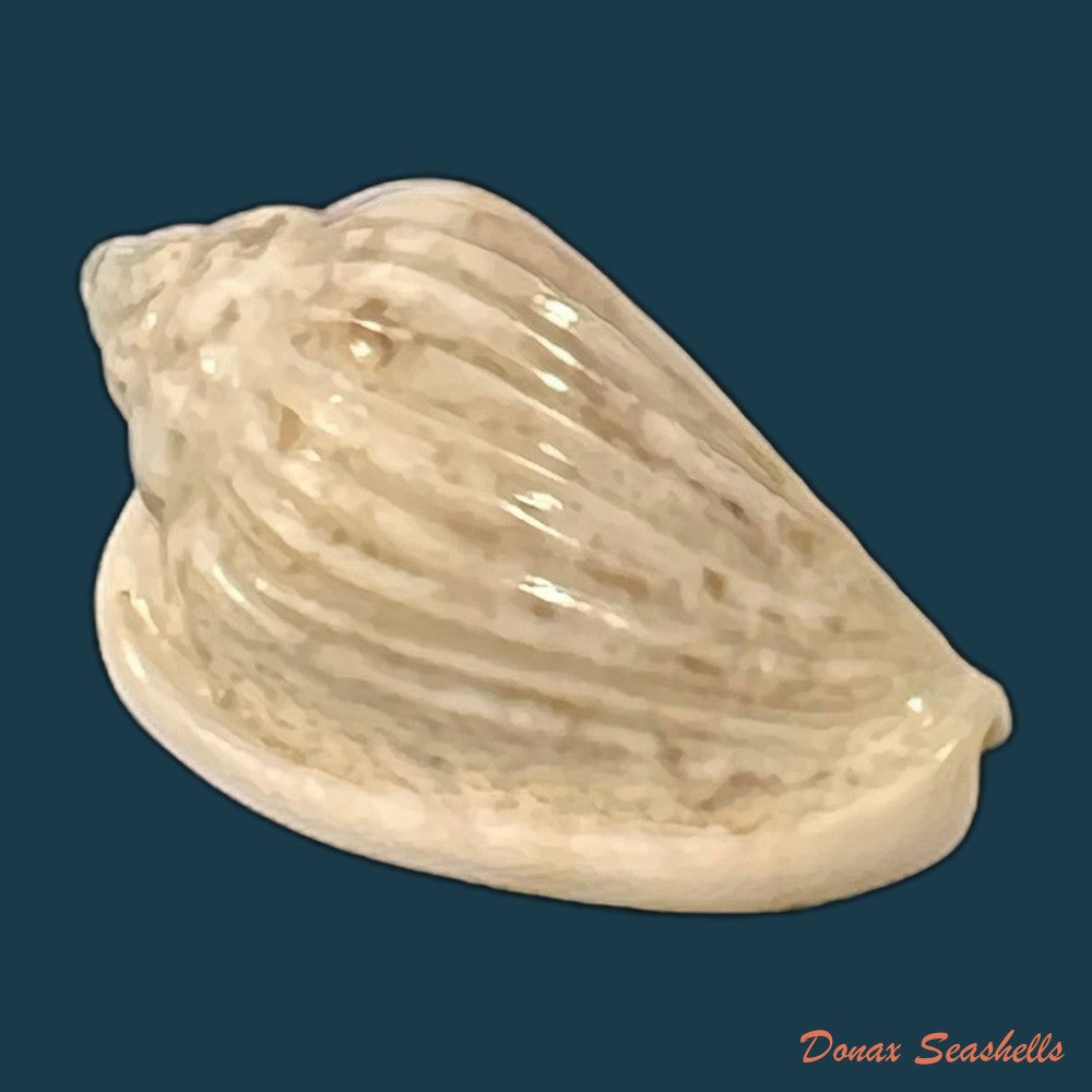 glabella-mozambicana-boyer-2014-20-1mm-copia