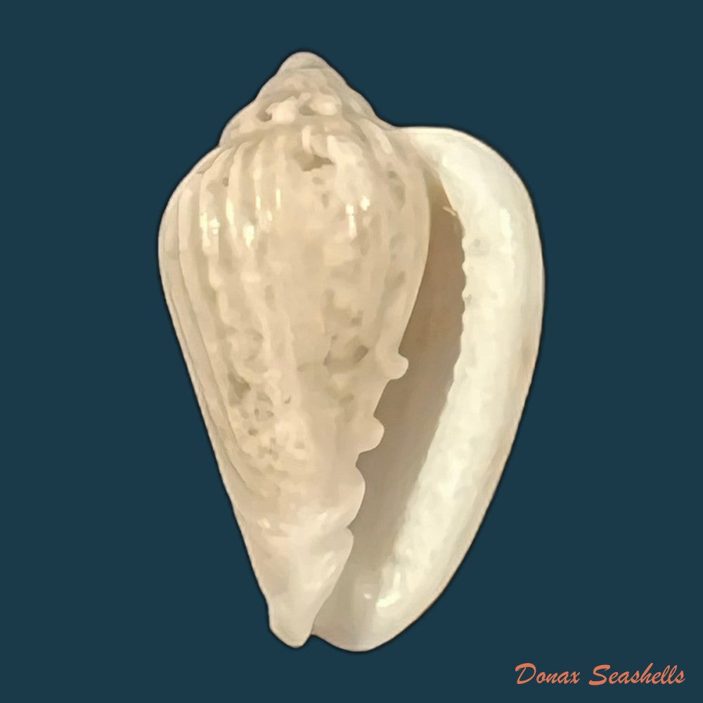 glabella-mozambicana-boyer-2014-20-1mm-copia