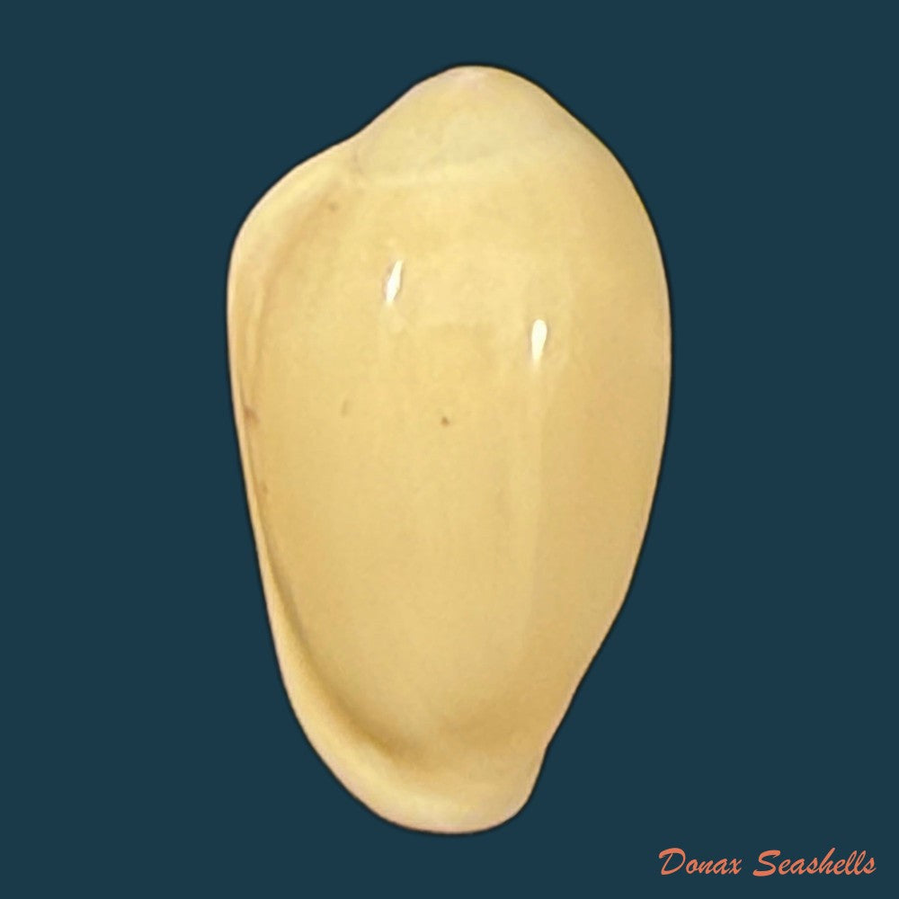 glabella-mozambicana-boyer-2014-20-3mm-copia