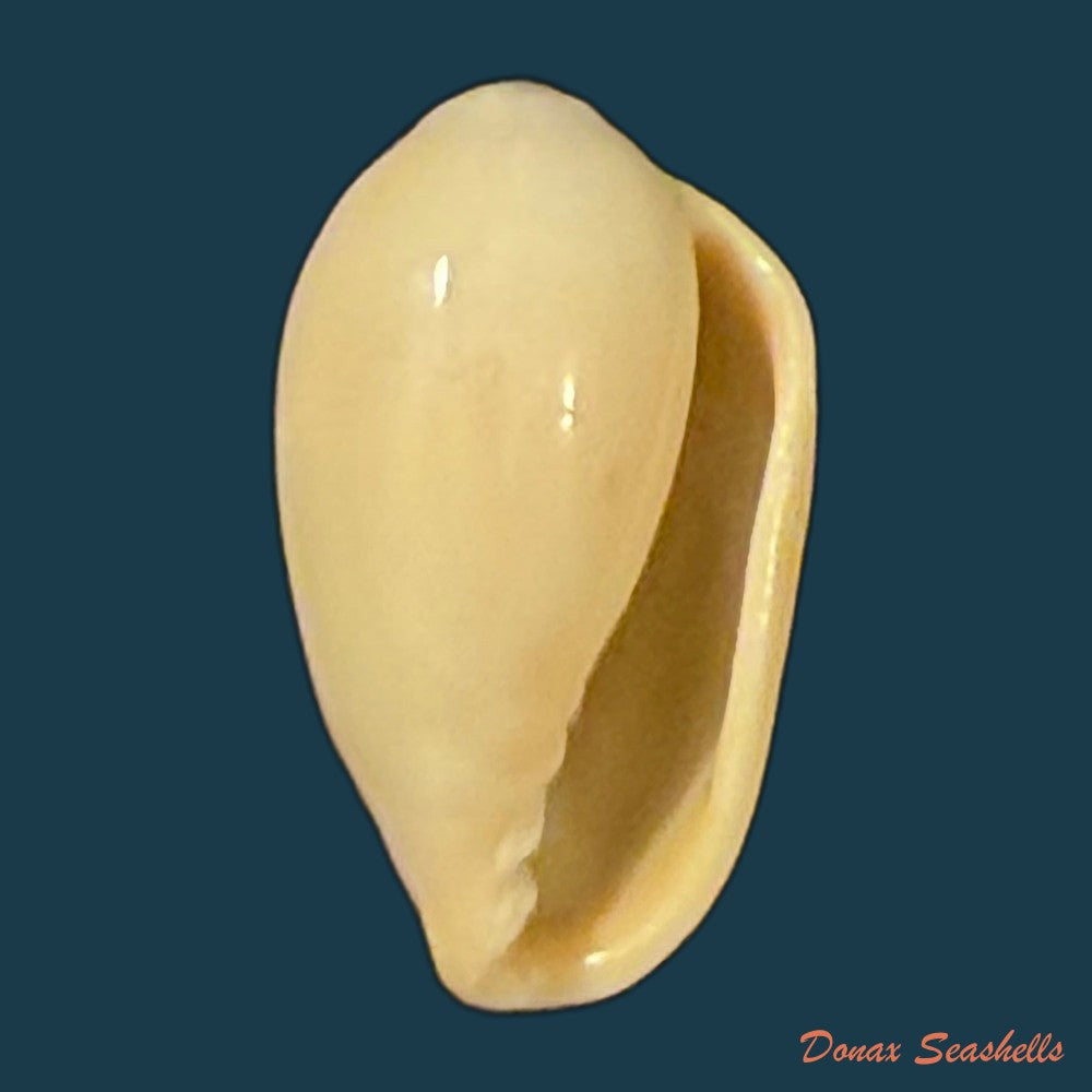glabella-mozambicana-boyer-2014-20-3mm-copia