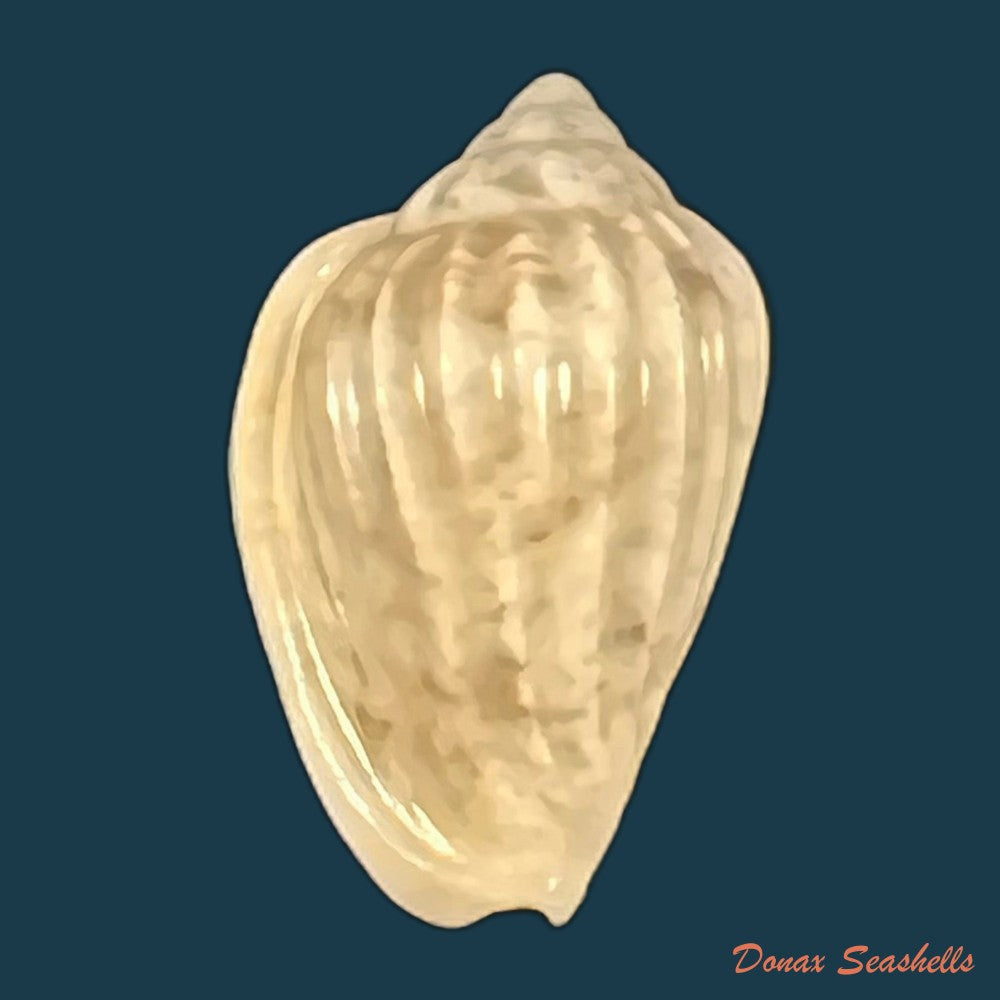 glabella-mozambicana-boyer-2014-20mm-copia