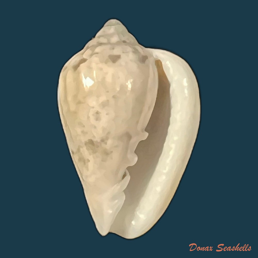 glabella-mozambicana-boyer-2014-20mm-copia