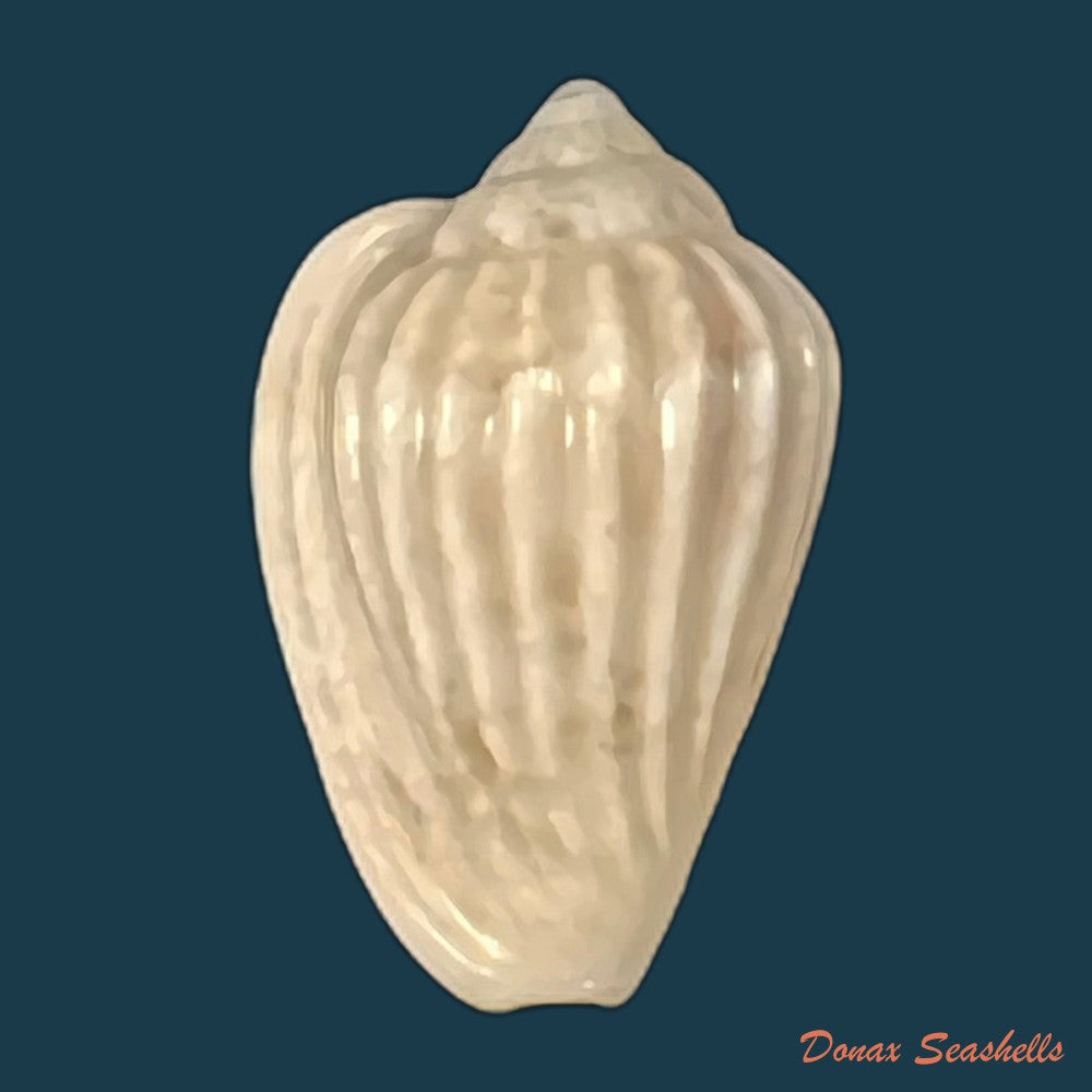 glabella-mozambicana-boyer-2014-21-3mm-copia