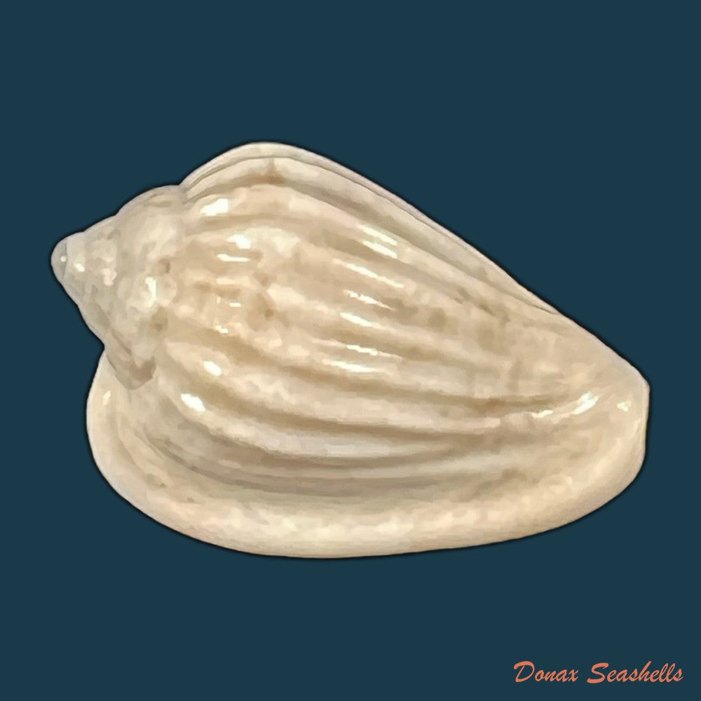 glabella-mozambicana-boyer-2014-21-3mm-copia