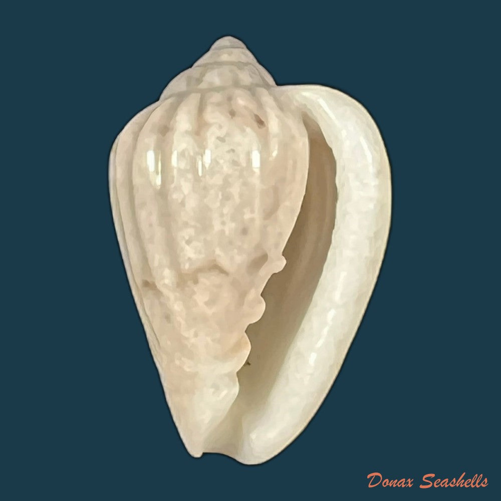 glabella-mozambicana-boyer-2014-21-3mm-copia