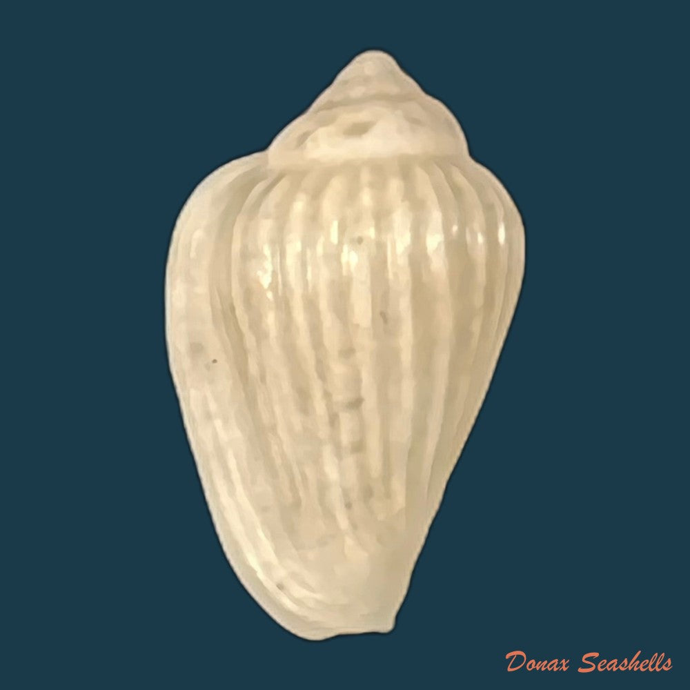 glabella-mozambicana-boyer-2014-21mm-copia
