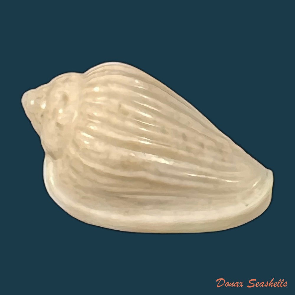 glabella-mozambicana-boyer-2014-21mm-copia
