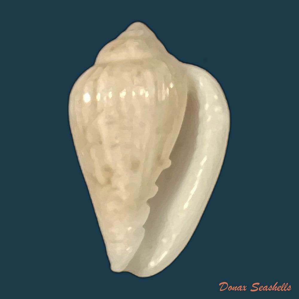 glabella-mozambicana-boyer-2014-21mm-copia