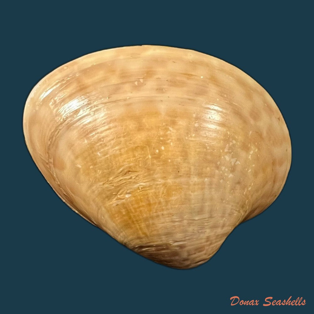 globivenus-rigida-dillwyn-1817-65-2mm-copia