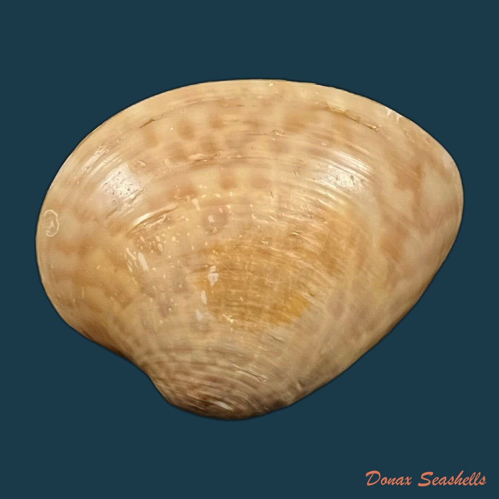 globivenus-rigida-dillwyn-1817-65-2mm-copia