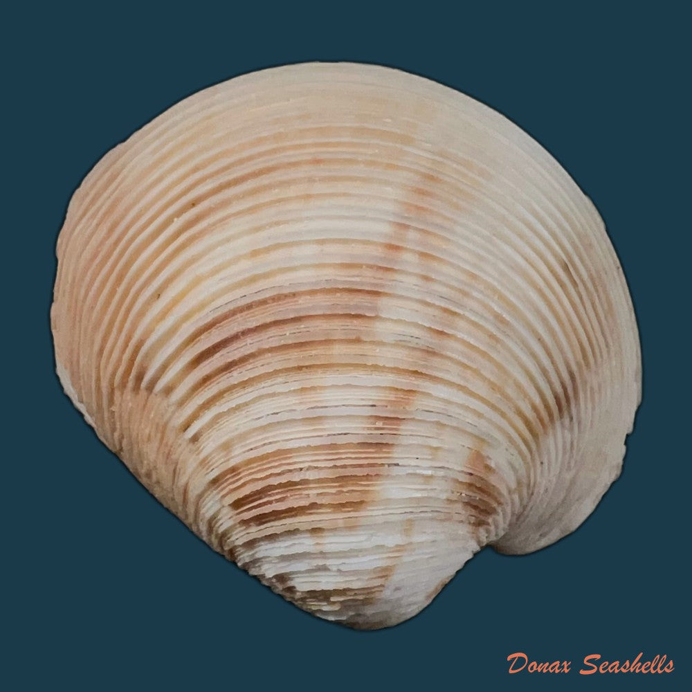 globivenus-rigida-dillwyn-1817-66-4mm-copia