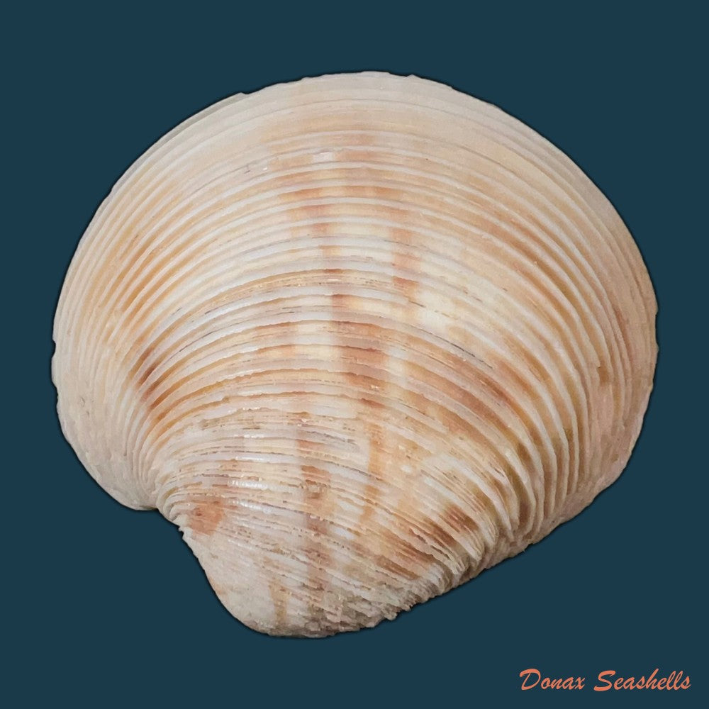 globivenus-rigida-dillwyn-1817-66-4mm-copia