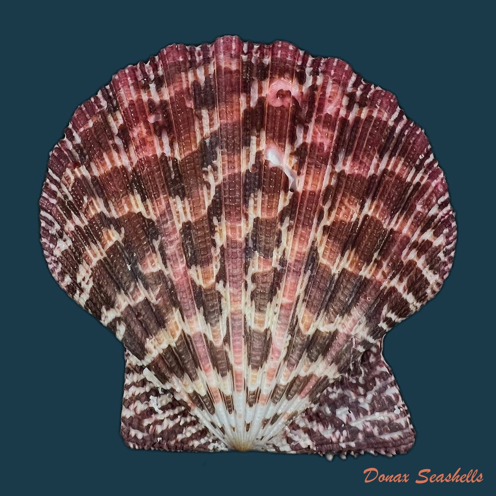gloripallium-pallium-linnaeus-1758-59-3mm-copia