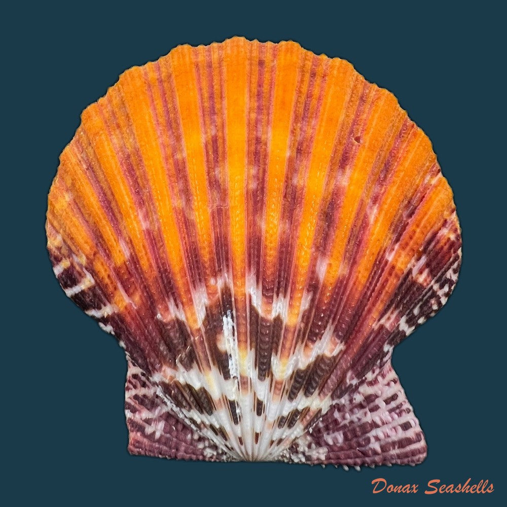 gloripallium-pallium-linnaeus-1758-62-5mm-copia