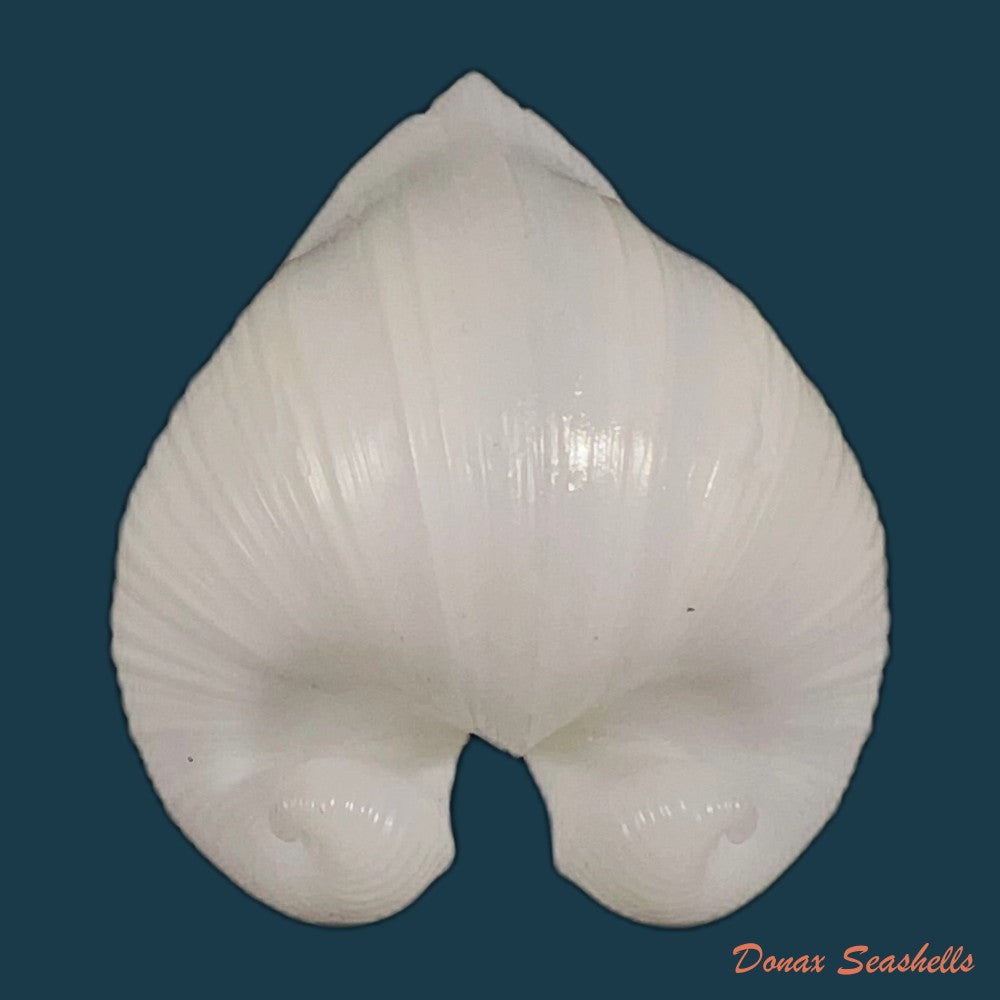 glossus-humanus-linnaeus-1758-57-6mm-copia