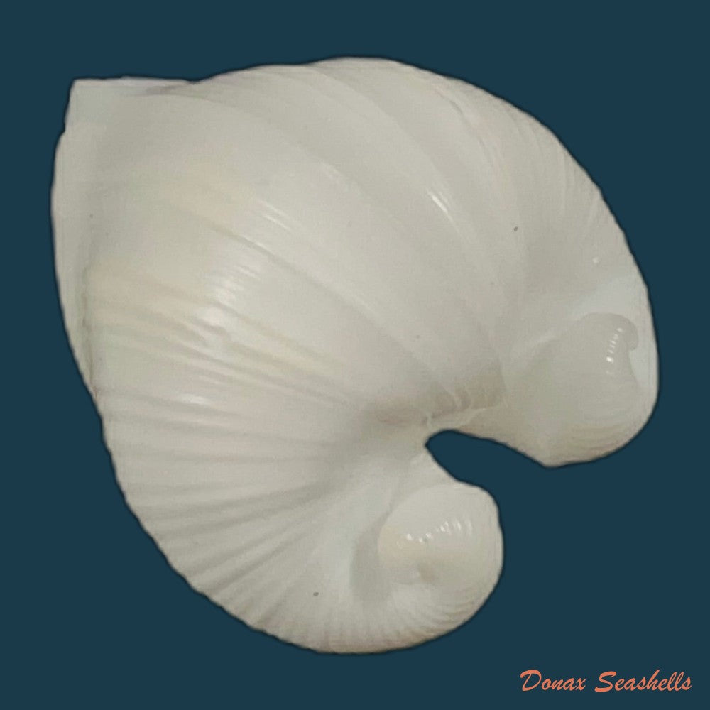 glossus-humanus-linnaeus-1758-57-6mm-copia
