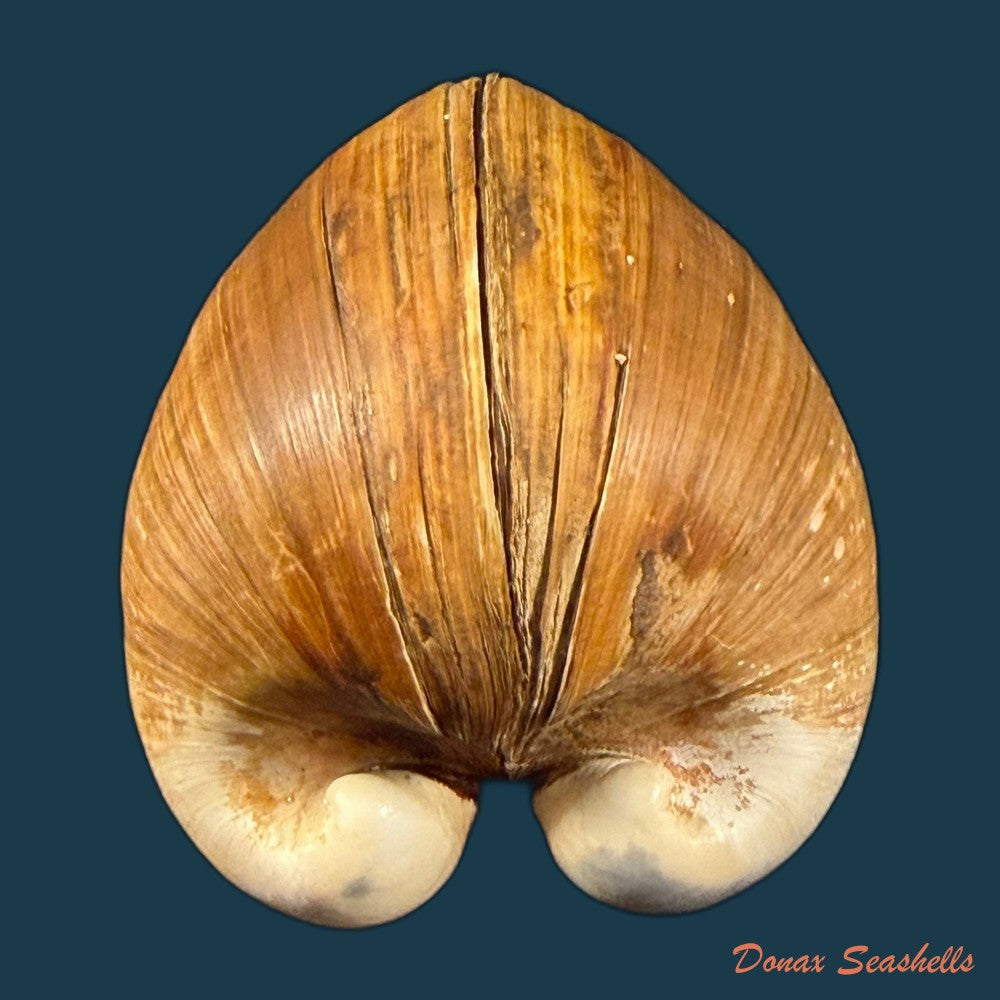 glossus-humanus-linnaeus-1758-73-1mm-copia