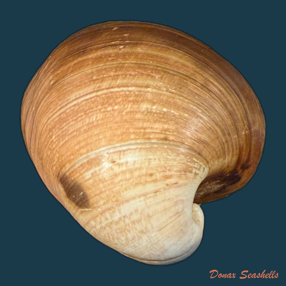 glossus-humanus-linnaeus-1758-73-1mm-copia