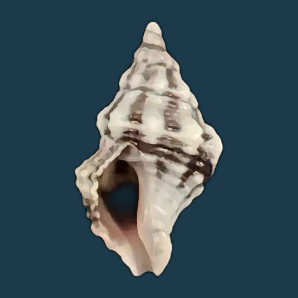 goniofusus-brasiliensis-grabau-1904-60-1mm-copia