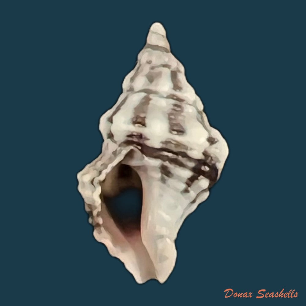goniofusus-brasiliensis-grabau-1904-60-1mm-copia