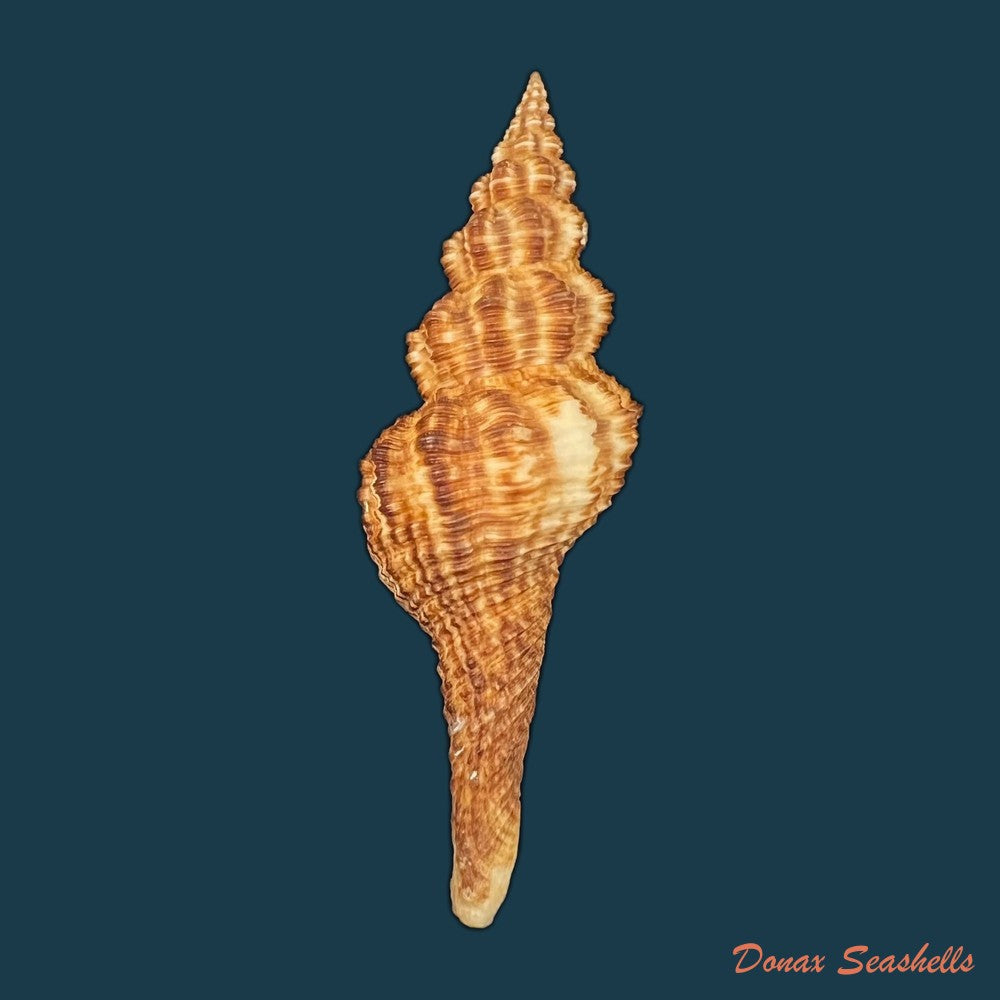 goniofusus-strigatus-r-a-philippi-1850-82-3mm-copia