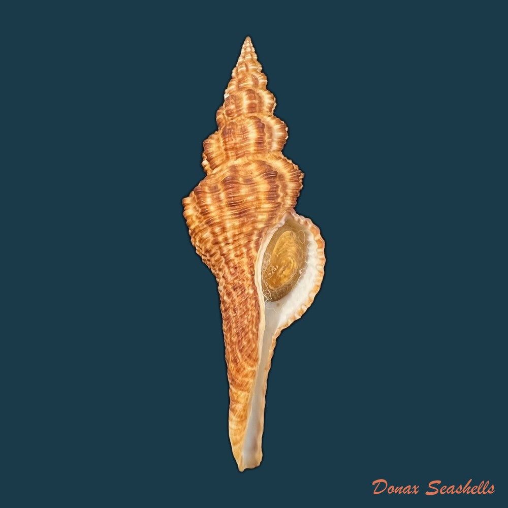 goniofusus-strigatus-r-a-philippi-1850-82-3mm-copia