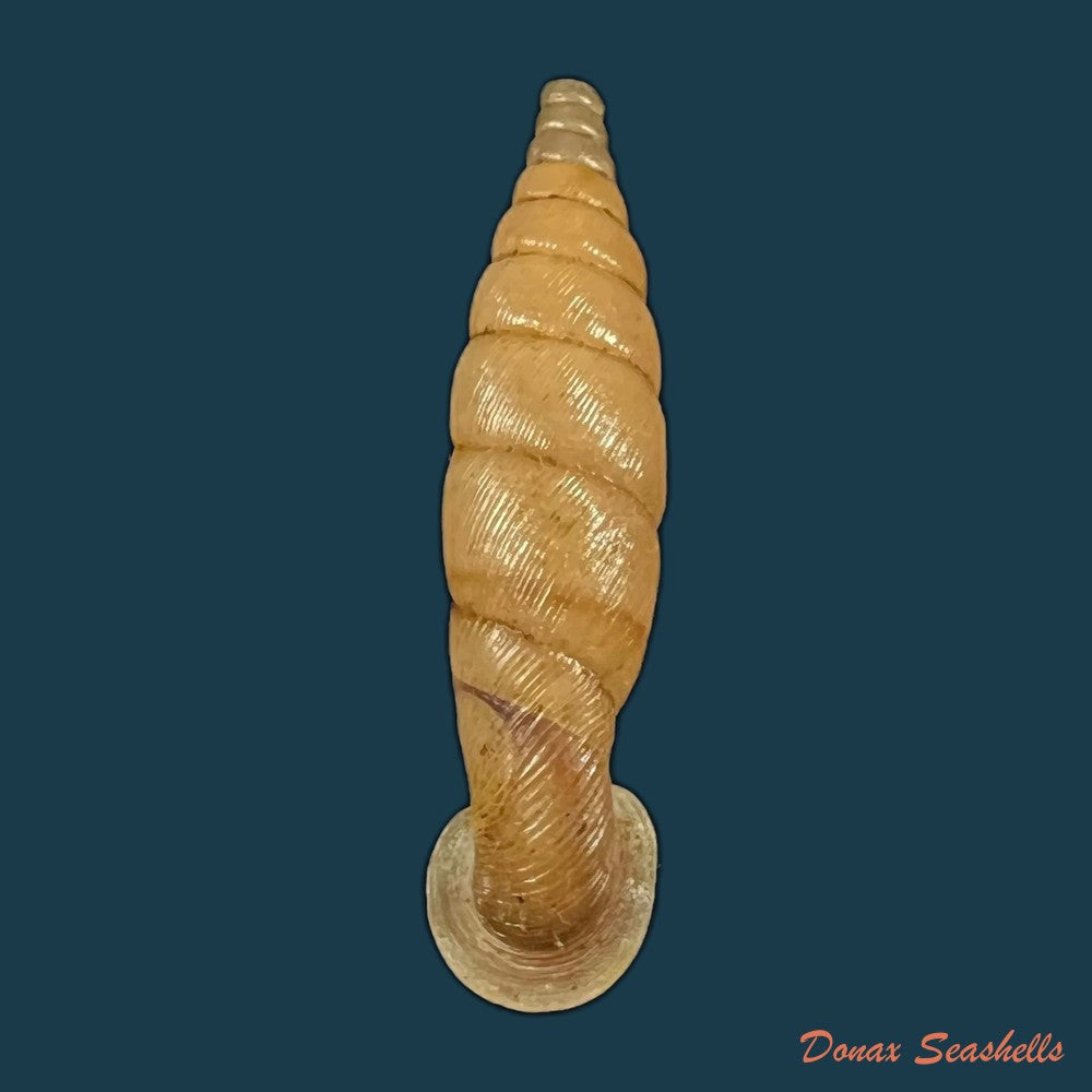 grandinenia-unicolor-h-nordsieck-2012-32-5mm-copia-1