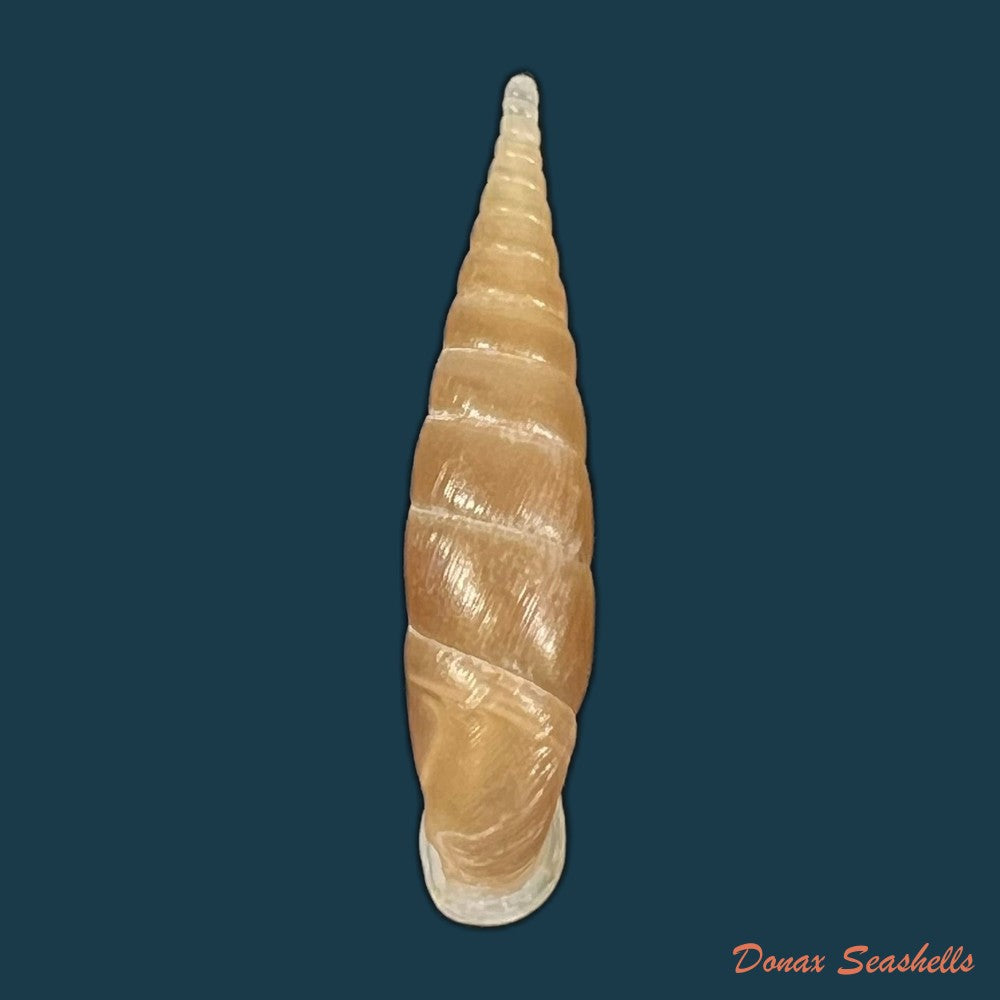 grandinenia-unicolor-h-nordsieck-2012-32-5mm-copia
