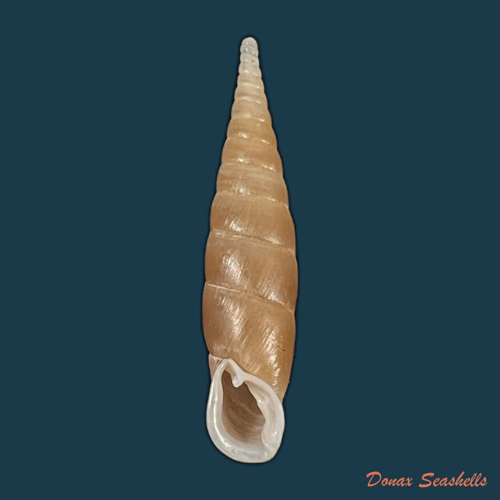 grandinenia-unicolor-h-nordsieck-2012-32-5mm-copia