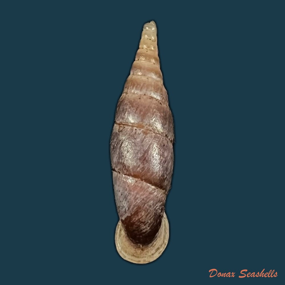grandinenia-unicolor-h-nordsieck-2012-34-7mm-copia