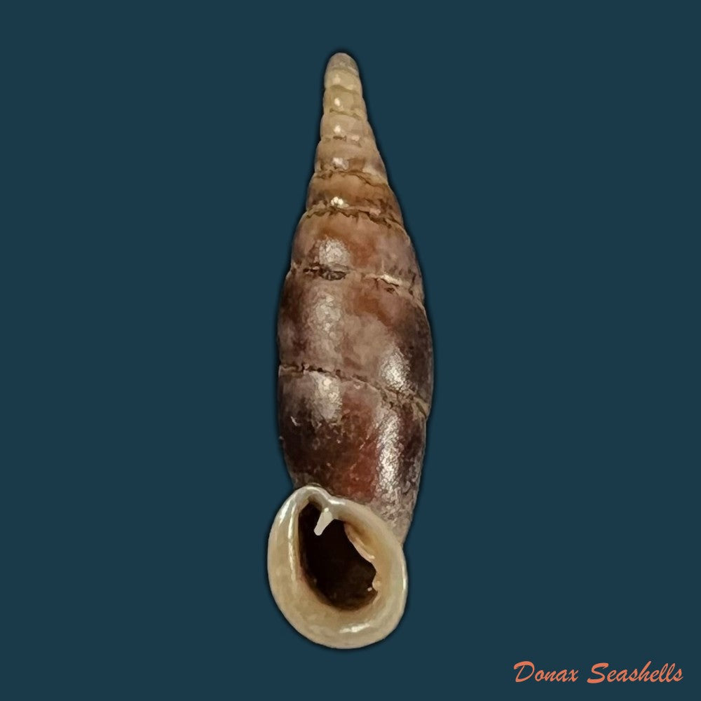 grandinenia-unicolor-h-nordsieck-2012-34-7mm-copia