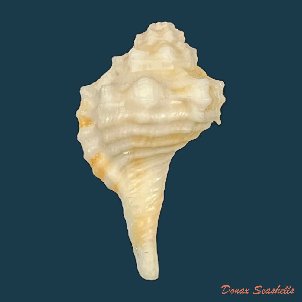 gyrineum-gyrinum-linnaeus-1758-27-7mm-copia