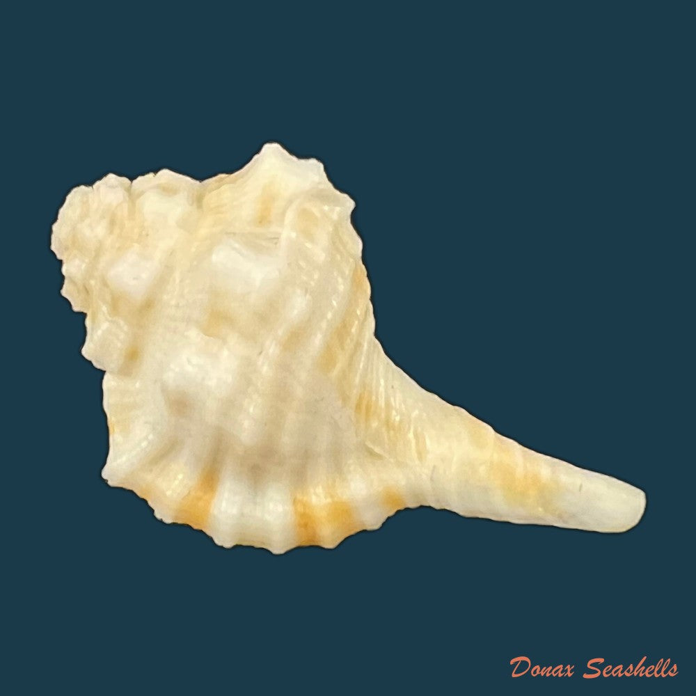 gyrineum-gyrinum-linnaeus-1758-27-7mm-copia