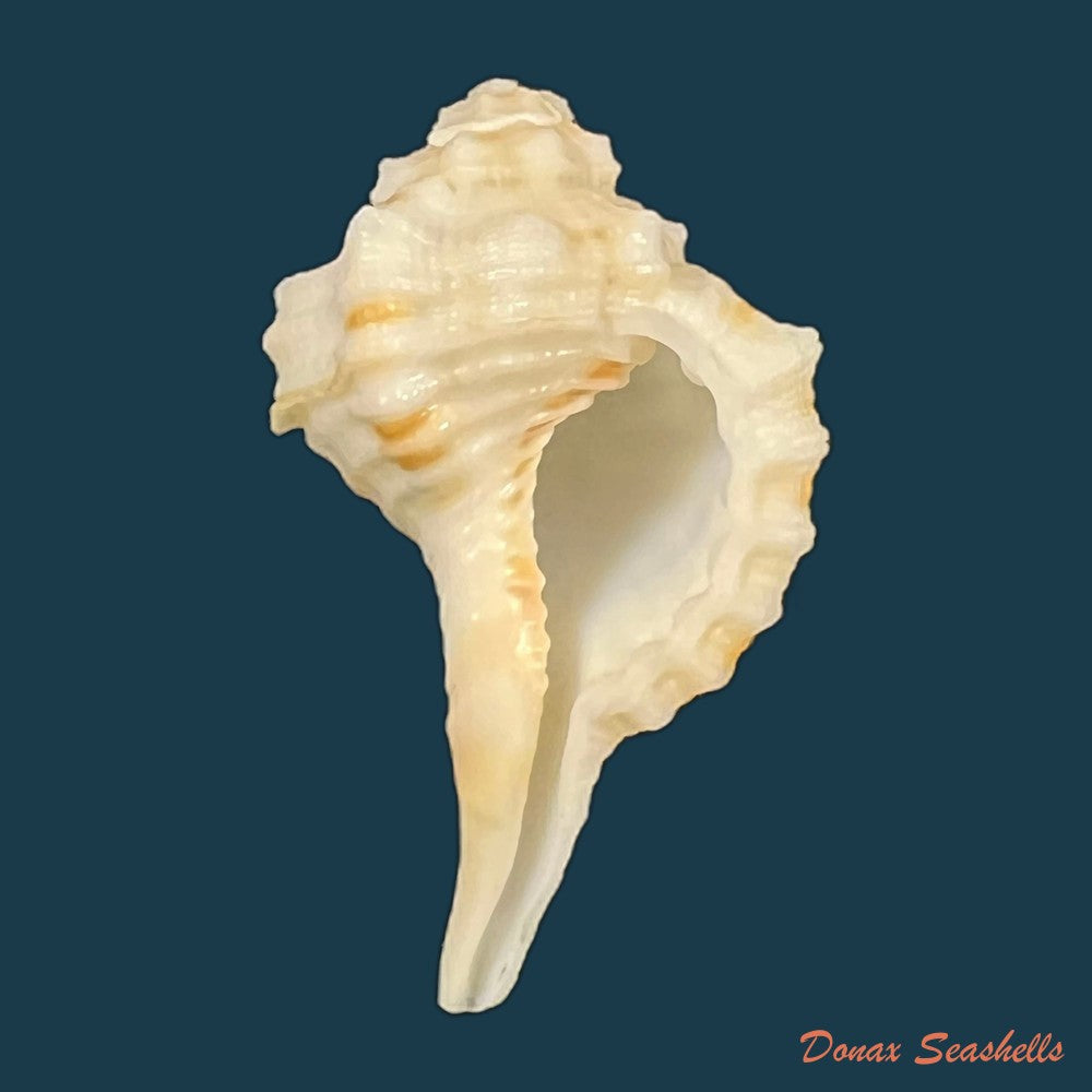 gyrineum-gyrinum-linnaeus-1758-27-7mm-copia