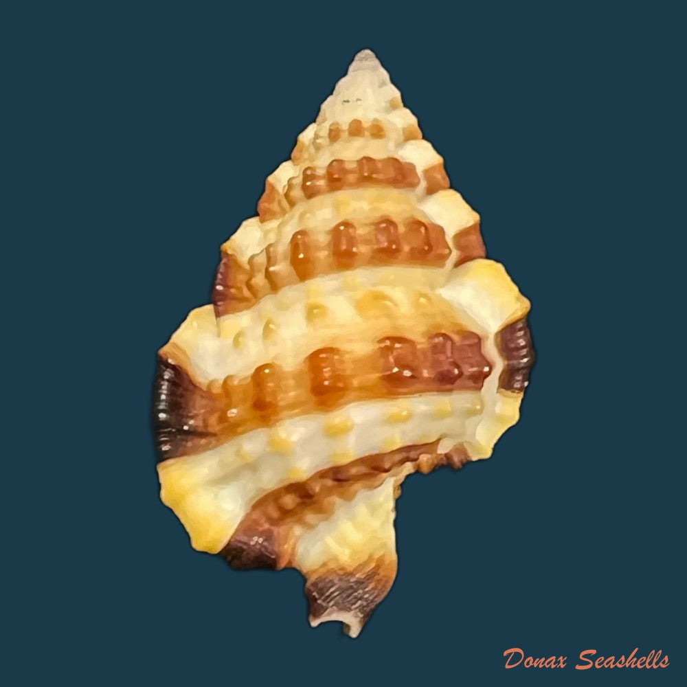 gyrineum-gyrinum-linnaeus-1758-29-4mm-copia