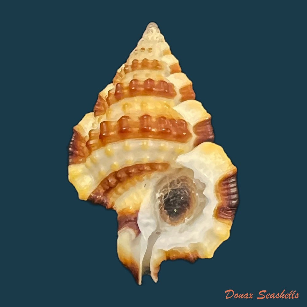 gyrineum-gyrinum-linnaeus-1758-29-4mm-copia