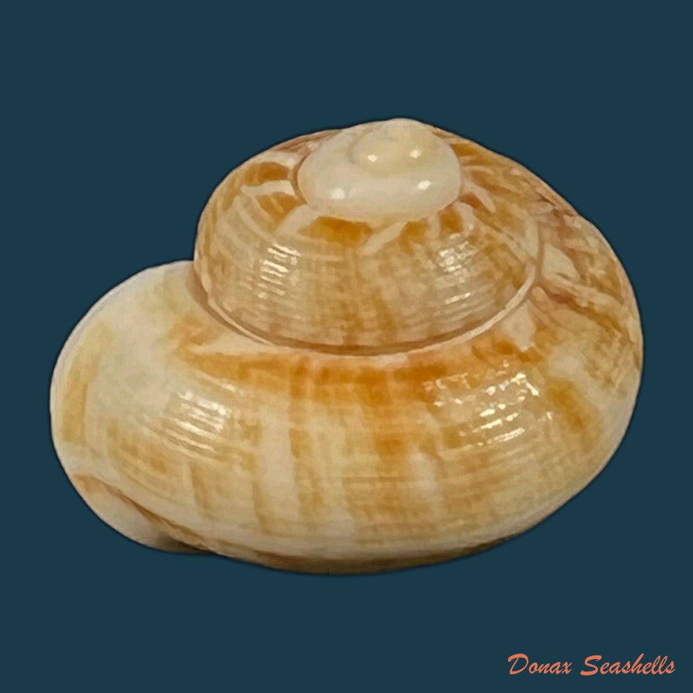 hainesia-crocea-g-b-sowerby-i-1843-28-9mm-copia