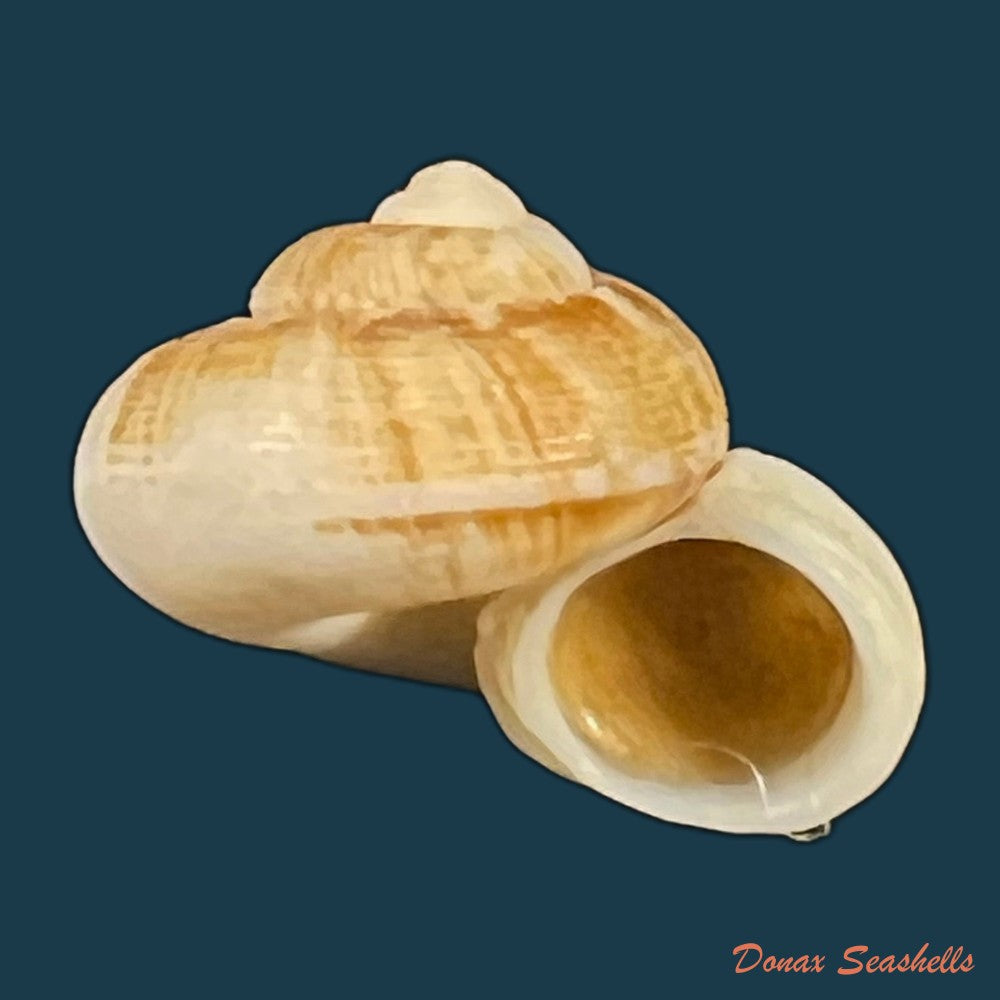 hainesia-crocea-g-b-sowerby-i-1843-28-9mm-copia
